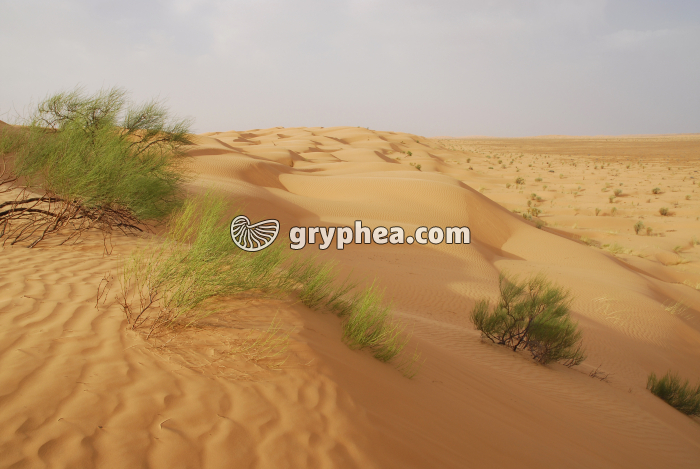 Milieu désertique Tunisie - gryphea.com